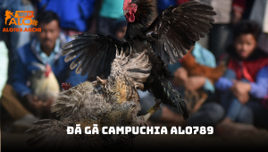 Đá gà Campuchia - Trải nghiệm cá cược kịch tính tại ALO789
